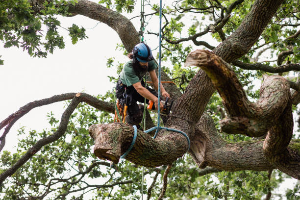 Professional Tree Services in Bethlehem, NC