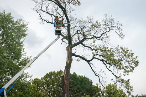  Bethlehem, NC Tree Services Pros